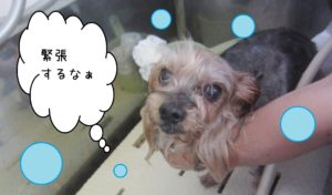 シャンプーヨーキー