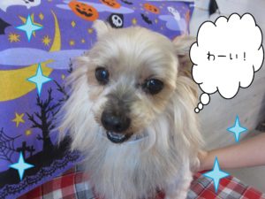 仕上がりヨーキー