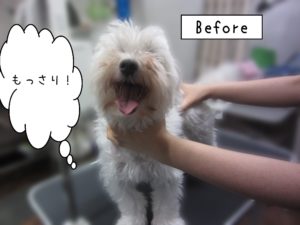 よろしくマルチーズ