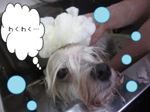 シャンプーマルチーズ