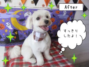 仕上がりマルチーズ