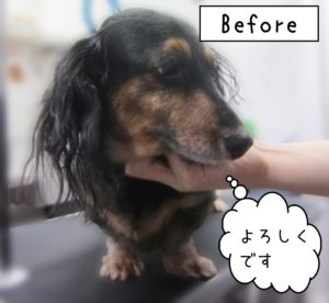 よろしくダックス