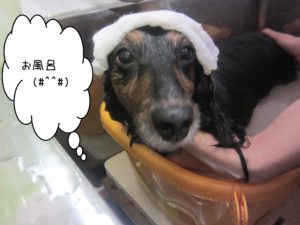 お風呂ダックス