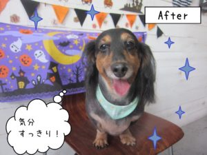 仕上がりダックス