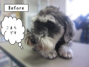 よろしくMシュナ