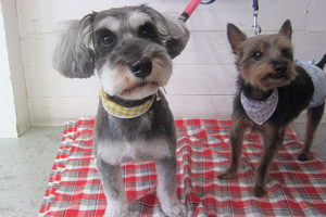 コテツちゃんこまちちゃんアイキャッチ