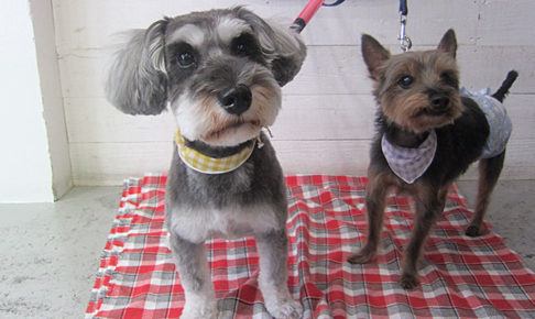 コテツちゃんこまちちゃんアイキャッチ