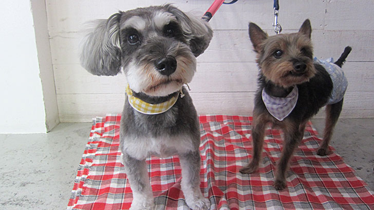 コテツちゃんこまちちゃんアイキャッチ