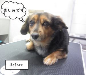 MIXの小春ちゃんカット前