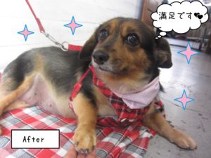 MIXの小春ちゃん施術後