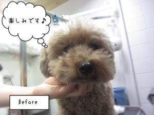 TPのあいちゃんカット前