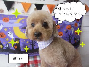 TPのあいちゃん施術後