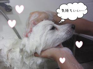 SPのモナちゃんシャンプー中