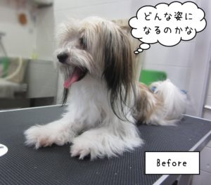 MIXのつむぎちゃんカット前