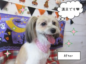 MIXのつむぎちゃん施術後