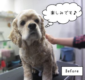 ACのジンジャーちゃんカット前