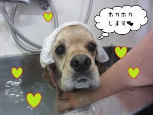 ACのジンジャーちゃんスパ中