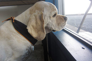 ジンジャーちゃんアイキャッチ