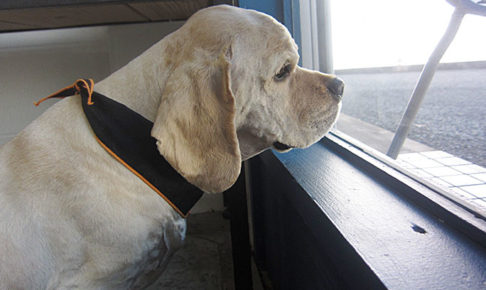 ジンジャーちゃんアイキャッチ