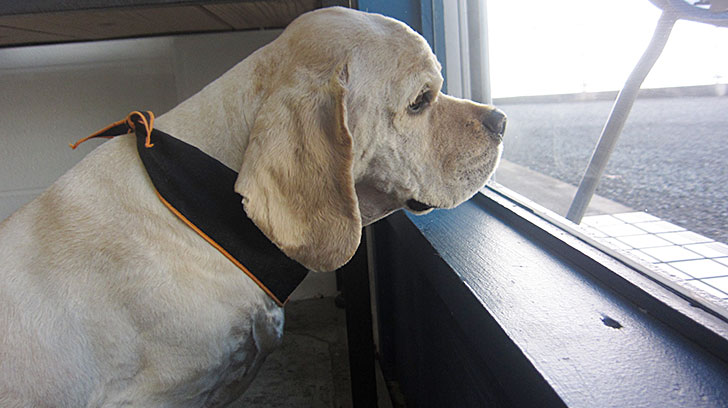 ジンジャーちゃんアイキャッチ