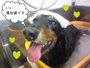 MDのレオちゃんスパ中