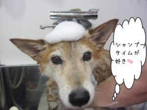 シャンプーミックス