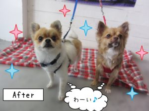 仕上がりわんちゃん