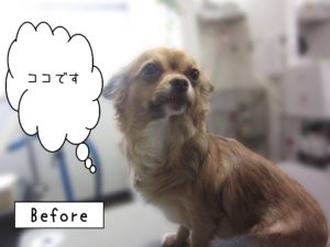 よろしくチワワ