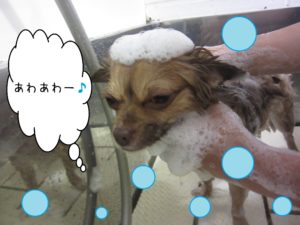 シャンプーチワワ