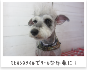 ミニチュアシュナウザー