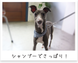 イタリアングレーハウンド