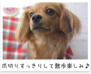 ミニチュアダックス