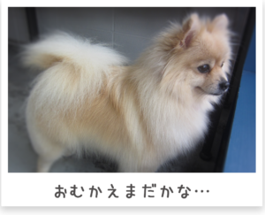 ポメラニアン