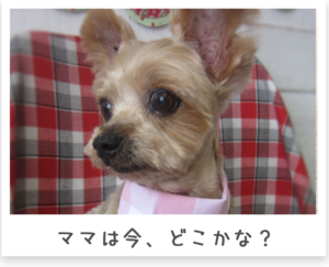 ヨークシャテリア