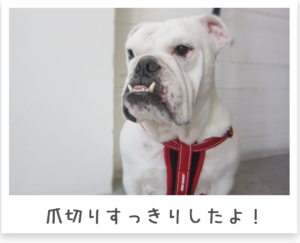 イングリッシュブルドッグ