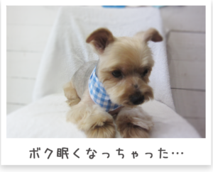 ヨークシャテリア