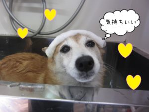 豆柴の花ちゃんスパ中