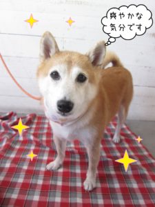 豆柴の花ちゃん施術後
