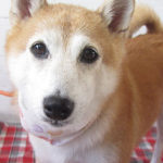 花ちゃんアイキャッチ