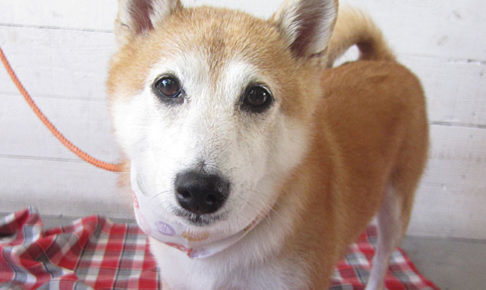 花ちゃんアイキャッチ