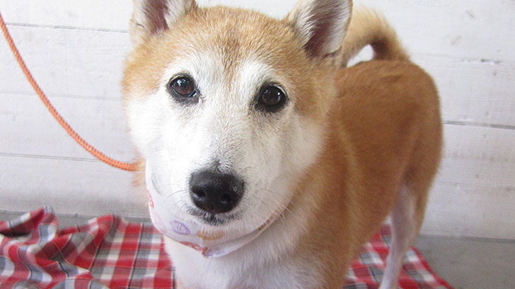 花ちゃんアイキャッチ