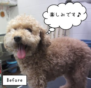 TPのマルちゃんカット前