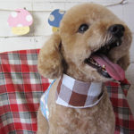 マルちゃんアイキャッチ