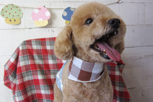 マルちゃんアイキャッチ