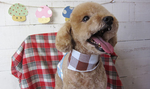 マルちゃんアイキャッチ