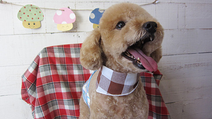 マルちゃんアイキャッチ