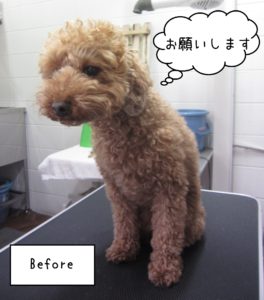 TPのゆずちゃんカット前