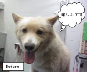 MIXのミキちゃんカット前