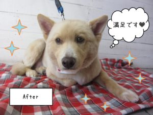 MIXのミキちゃん施術後