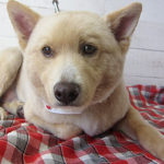 ミキちゃんアイキャッチ